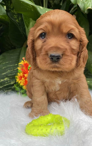 Cachorra Cocker Spaniel Medellin Animal Pets Colombia 