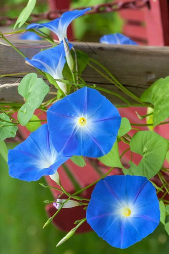 Ipomea Azul Moorning Glory 10 Semillas Del Campo