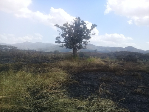 Imagen 8 de 14 de (+58 4144713559 Angela Giron) En Venta Finca En Bejuma, Carabobo. 58ha, 6hab, 2bañ, 6pe. .belgi.