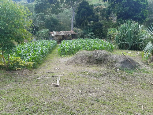Imagen 9 de 11 de Amplia Y Funcional Finca De 14 Hectáreas En Bejuma - Inmobiliaria Maggi Cod. 866