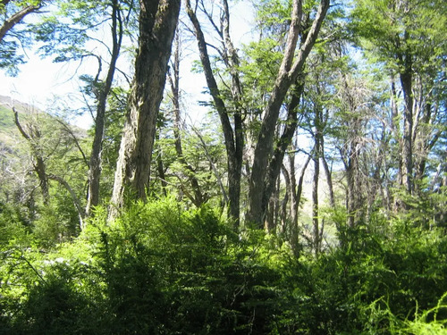 Fundo De 5.056 Hectáreas En Región Del Biobío