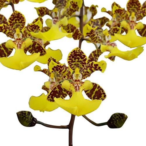 Orquídea Oncidium Windward Beauty Planta Adulta Folha Grande