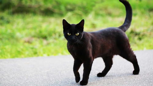 Licor Aleman Premium Schwarzer Kater Gato Negro