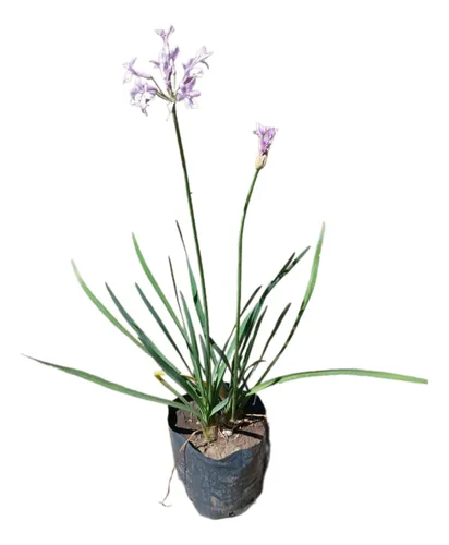 Tulbaghia Violacea, Ajo De Jardin E03