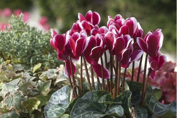 Violeta De Los Alpes O Cyclamen Persicum Planta Con Flores | MercadoLibre 📦