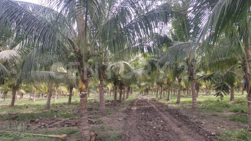 Venta De 5 Has. Sembradas Con Palma De De Coco En Coquimatlán, Colima.