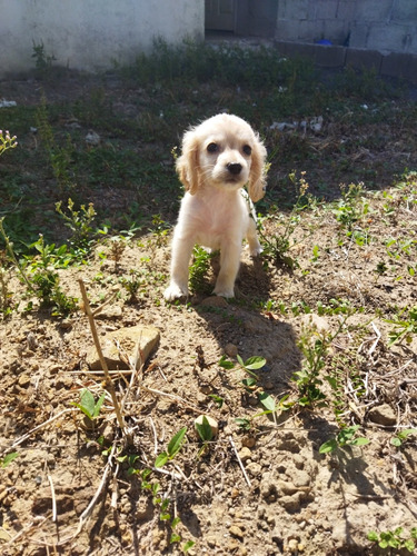 Cachorrita Raza Coockapoo