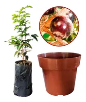 Comprar Muda De Jabuticaba Escarlate Precoce + Vaso Para Plantar