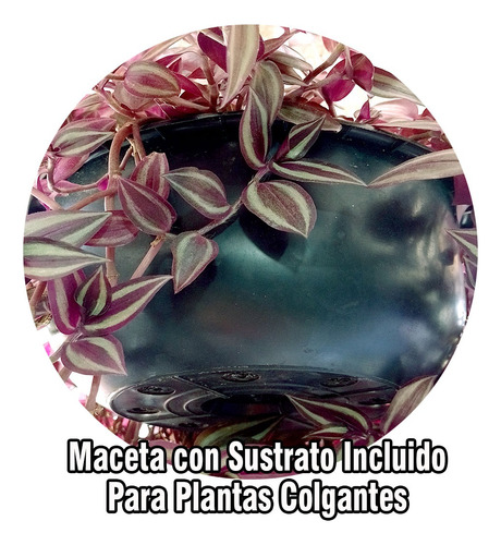 Maceta Colgante De Plástico Resistente Sustrato Incluido 4 L