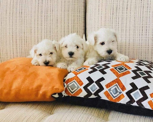 Cachorros Schnauzer Sal Y Pimienta