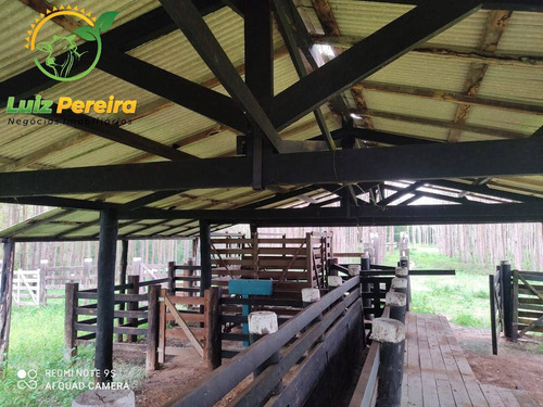 Imagem 12 de 15 de Fazenda À Venda Em Jacunda - Pa - 1.258,4 Hectares (dupla Aptidão) - 2032