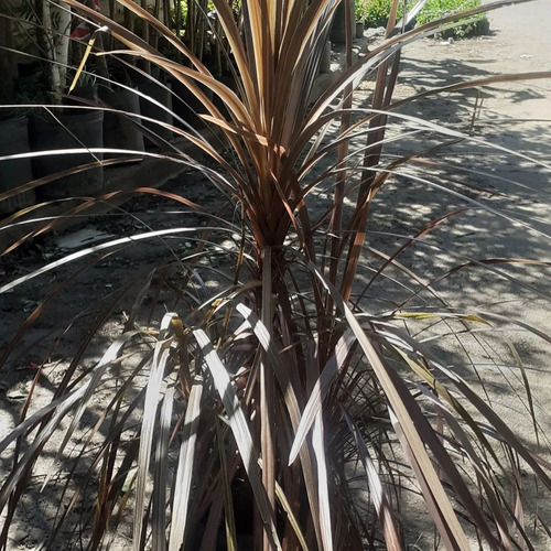 Cordyline Australis, Plantas Ornamentales E10