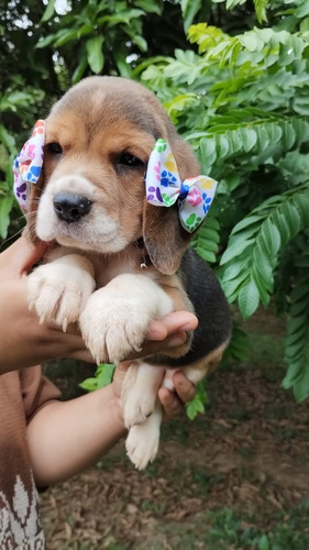 Beagle Filhotes Maravilhosos 