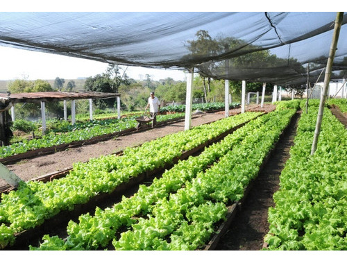 Projeto Completo Horta Organica 2024 / 2025 Pack Digital