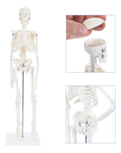Modelo Anatómico De Esqueleto Humano Educación 85 Cm