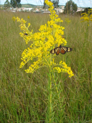 Arnica Brasileira Solidago Erva Medicinal 20 Sementes