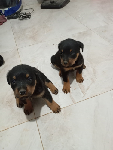 Vende Se Filhotes De Rottweiler Estão Com 48 Dias