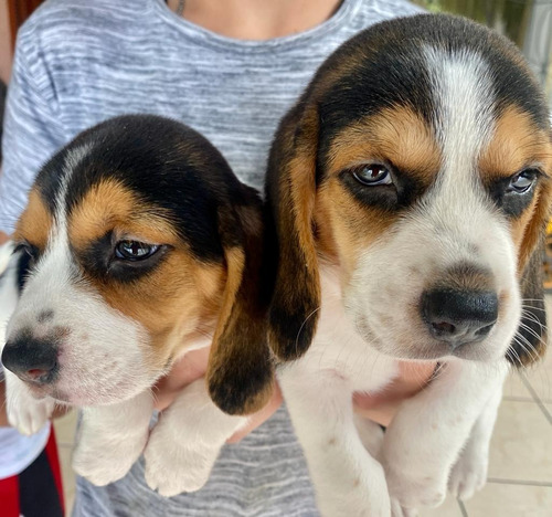 Beagles 2 Meses 