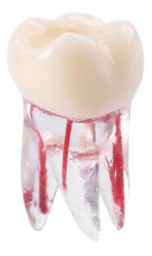 Imagen 10 de 10 de Molar Para Práctica Endodoncia Enseñanza Santiago