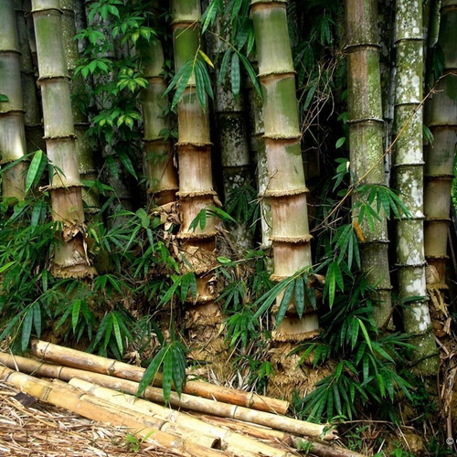 100 Semillas Bambú De Buda (bambusa Ventricosa)
