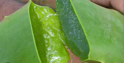 Plantas De Áloe Vera Especies De La Más Pulposa (organica)