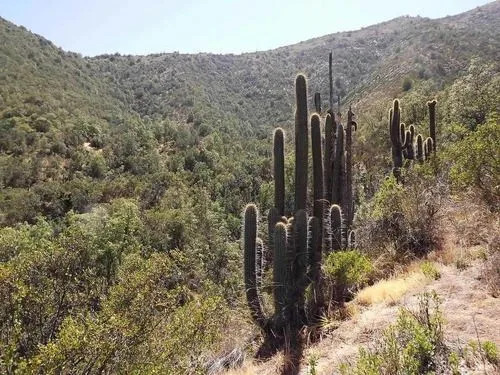 Sitio En Venta En Curacaví