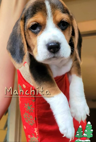 Cachorros Beagle