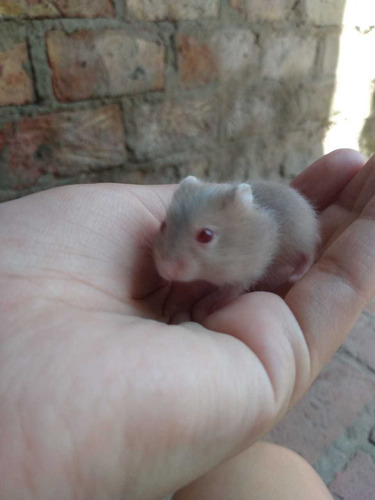 Hamster Rusos Bebes