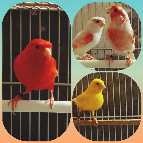 Imagen 6 de 6 de Pigmentante Canarios Aves Pajaros Carophyll Red 100 Gr