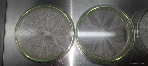 Semillas Placa Petri/viales/isopo Con Micelio/esporas Hongos