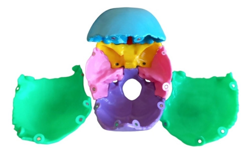 Cráneo Humano Cuerpo Humano Anatomico