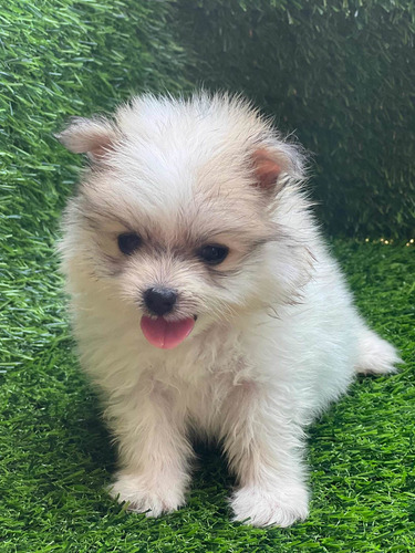 Imagen 2 de 4 de Pomerania Mini Machos