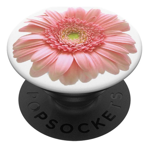 Gerbera Daisy Light Coral Pink Hermosa Flor Floral - Agarre 