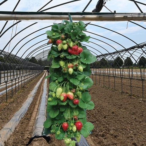 Macetero Colgante Para Fresas Y Tomates Al Revés