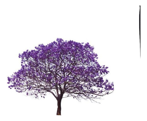 Jacarandá Árbol De 1,70 M Planta Ornamental