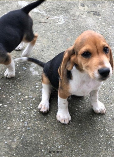 Imagen 3 de 5 de Cachorros Beagles Tricolor