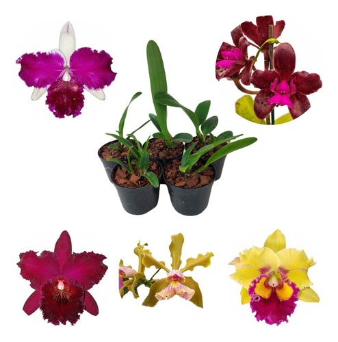 5 Mudas Orquídeas Cattleyas Mistas Variadas Plantas Raras