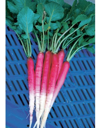 15 Semillas De Rabanitos 'zanahoria' Bicolor Rojo Y Blanco 