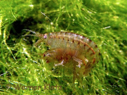 Cepa De Gammarus Alimento Vivo P/ Peces Agua Dulce