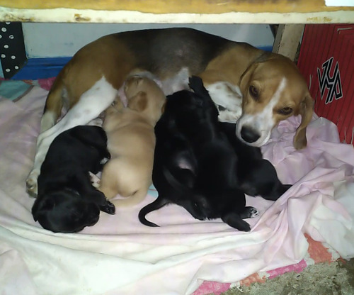 Cachorros