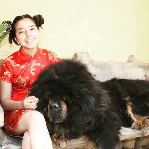 Mastín Tibetano 