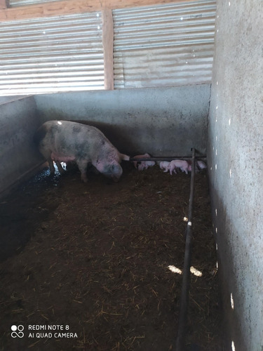 Vendo Buen Campo Con Casa Y Galpón Tajamarar Para Riego!!!