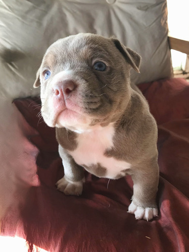 American Bully Únicos