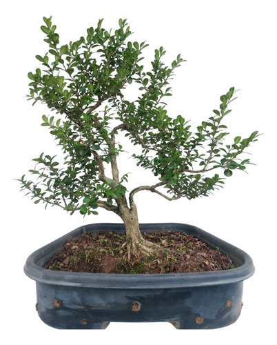 Pré-bonsai Buxus 25 Anos(cod.074) Bege