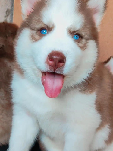 Cachorros Husky Siberiano 