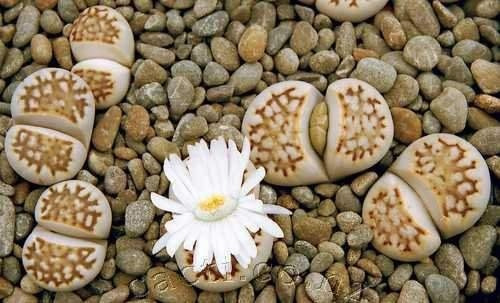 40 Sementes Cacto Pedra Lithops Julii Suculenta Frete Rápido