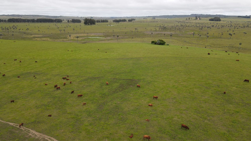 Campo Ganadero En Rocha 350ha (ref: Atm-7301)