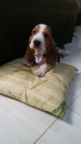 Filhotes De Basset Hound