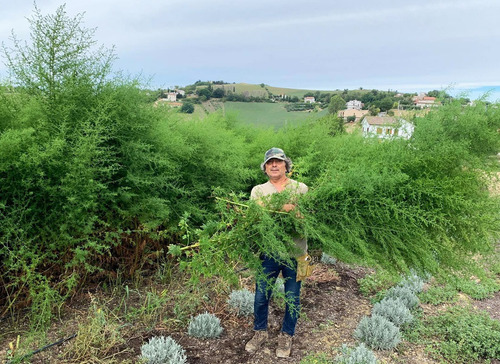 Semillas De Ártemisia Annua - Ajenjo Dulce Planta Medicinal
