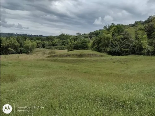 Venta Finca Sector Pueblo Tapao - Cultivada En Pasto - 185 Cuadras